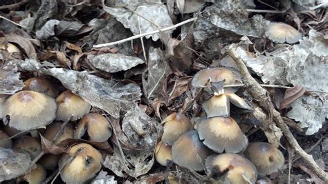 Sacramento California Psilocybes Mushroom Hunting And