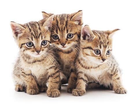 Best Three Kittens Stock Photos Pictures And Royalty Free Images Istock