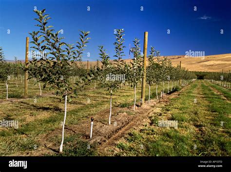 Newly Planted High Density Gala Apple Orchard With A Standard Pole Wire