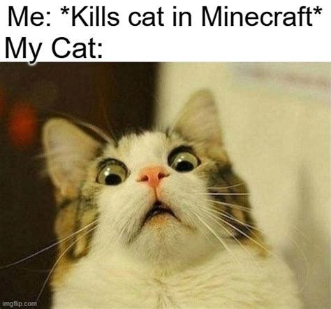 Scared Cat Meme Imgflip