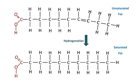 Lipids Biology Visionlearning