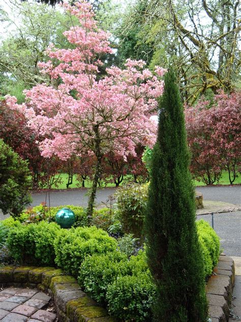 Cherry Blossom Tree In The Backyard Small Trees For Garden Trees For