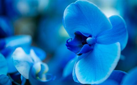 Download Wallpapers Blue Orchid Background With Orchids Beautiful