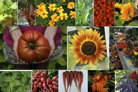 Sow True Seed Open Pollinated And Heirloom Garden Seeds Organic