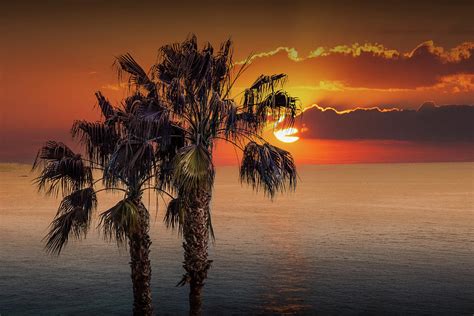 Palm Trees At Sunset On Laguna Beach In California Photograph By