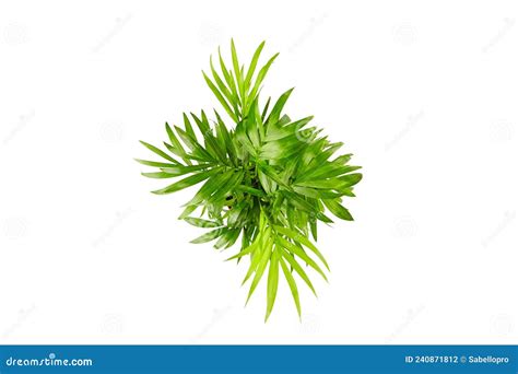 Houseplant Green Leaves Of Indoor Palm Top View Isolated On White