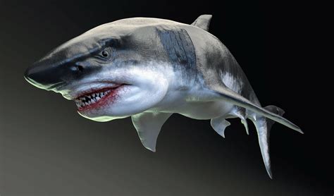 Prehistoric Megatooth Sharks Were Apex Predators Earth Com