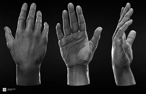Anatomy Study Male Hands Hand Anatomy Hand Sculpture Male Hands