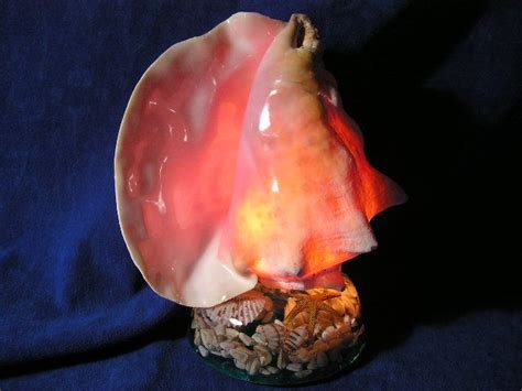 Check spelling or type a new query. Pink conch seashell lamp at night. | Seashells lamp, Shell ...