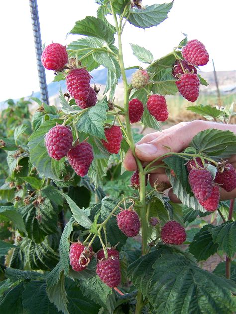 Growing Hydroponic Raspberries Part 1 Hidroponics