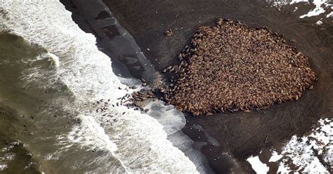 Heres Why Thousands Of Walruses Are Gathering On Alaskas Shore Time