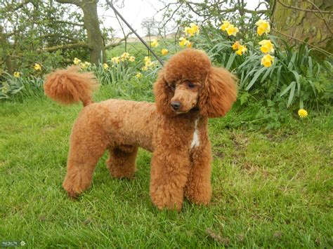 Red Toy Poodle Stud Dog In Lincolnshire The United States Breed