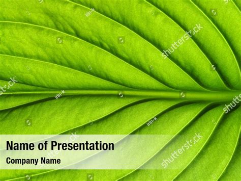 Leaves Green Fresh Texture Powerpoint Template Leaves Green Fresh