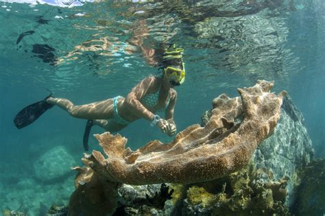 Even if you're renting a condominium, being on st john without a jeep is kind of like being in yellowstone without a car. 5 Exclusive Snorkeling Destinations In The USVI | Cruz Bay ...