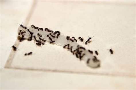 Ants In Kitchen L3 