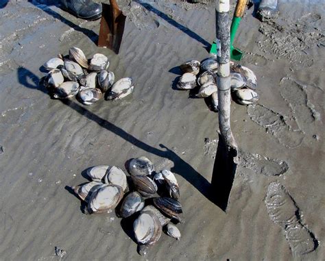 Clamming Coos Bay Coos Bay Coos Bay Oregon Oregon Coast Roadtrip