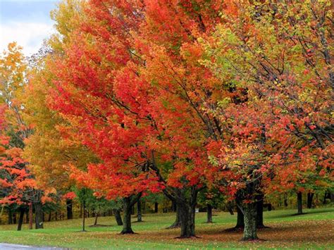 Come on guys thousands of views and downloads but no one following rules? Sugar Maple Tree - Fast-growing native with bright fall ...