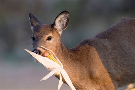 Deer Feeding Times Figuring Out Whitetail Eating Habits