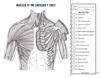 Shoulder Anatomy Worksheet