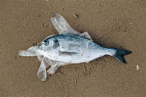 What Plastics Are Deadliest For Marine Life