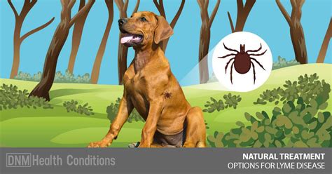Natural Treatment For Lyme Disease In Dogs Dogs Naturally Lyme
