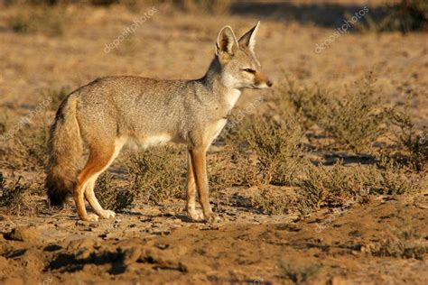 Bengal Fox In Desert — Stock Photo © Toucanet 77123719