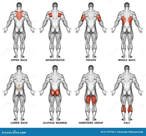 Editable Muscle Map Anatomy Poster Clipart Highlight Muscle Ph