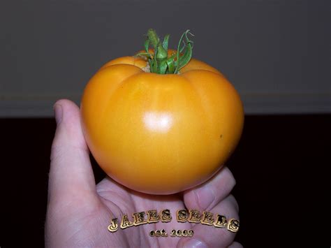 Yellow Orange Russian Heirloom Tomato Jakes Seeds