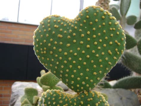 Houseplant Guru February Cactus