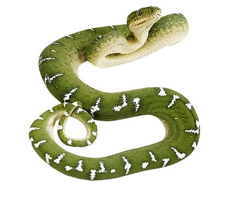 Green Snake Png Image Transparent Image Download Size 1496x1355px