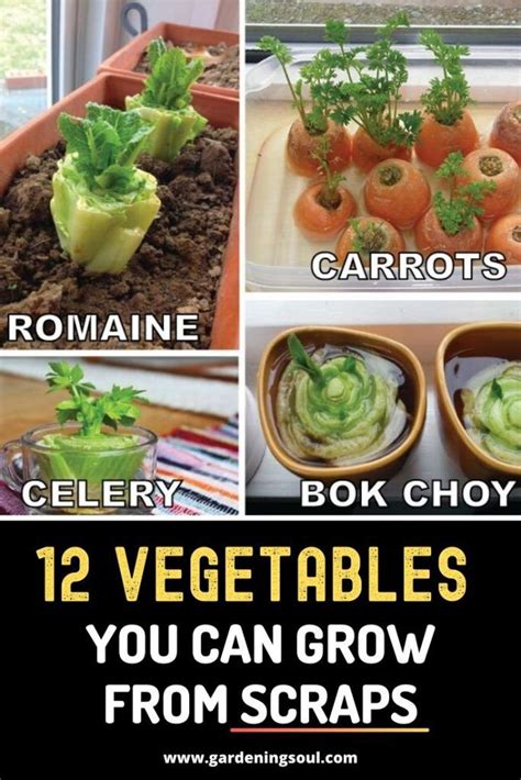 12 Vegetables You Can Grow From Scraps In 2020 Growing Vegetables