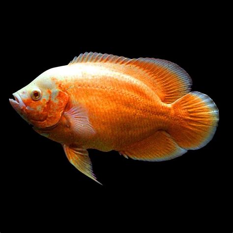 1 Pair Albino Red Chili Oscar Fish Big Size