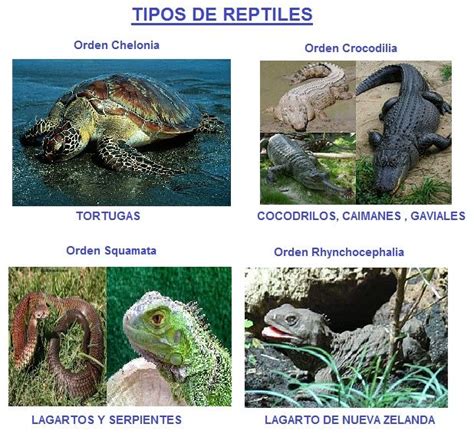 Animales Educa Reptiles