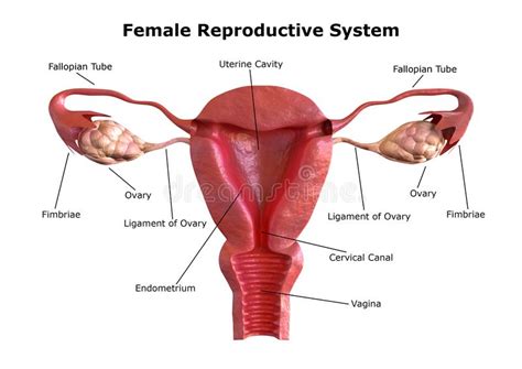 Vrouwelijke Baarmoeder Vector Illustratie Illustratie