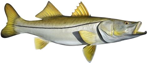 34 Inch Snook Common Fish Fish Art Snook