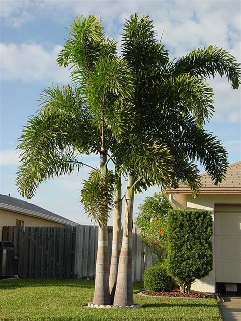 Foxtail Palm Tree Etsy
