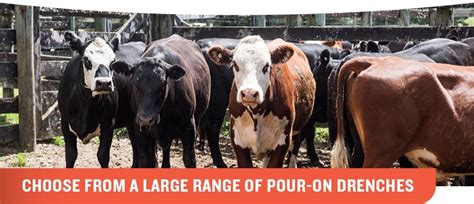 Animal Health Supplies Beef And Dairy Cattle Pgg Wrightson