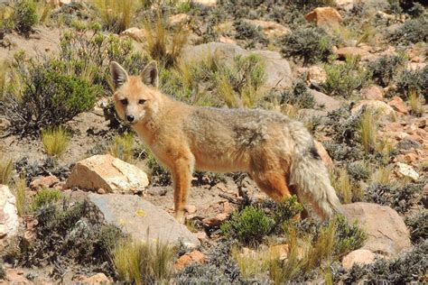Culpeo Fox Species