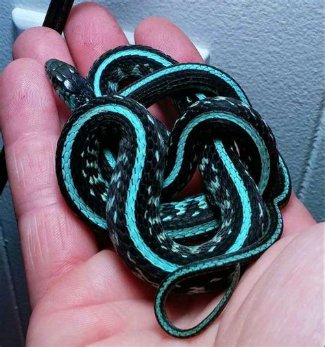 Pin By Battybellecrafts On Adorable Animals Pet Snake Beautiful