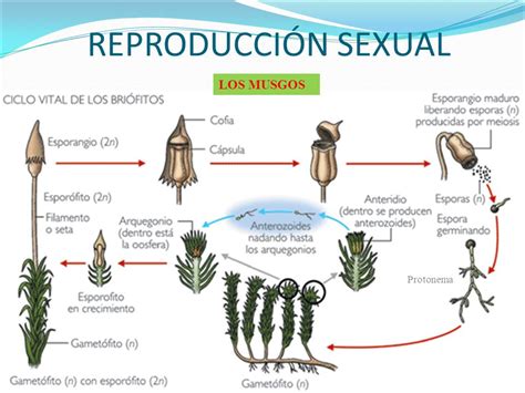 ciclo de la reproducción sexual de los musgos recurso educativo 776183 tiching