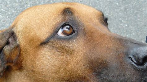 Dogs Eyes Evolve To Appeal To Humans Bbc News