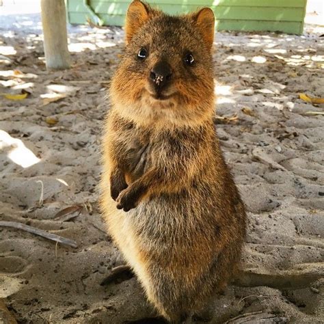 Maybe you would like to learn more about one of these? 「This little guy is almost as cute as me...almost # ...