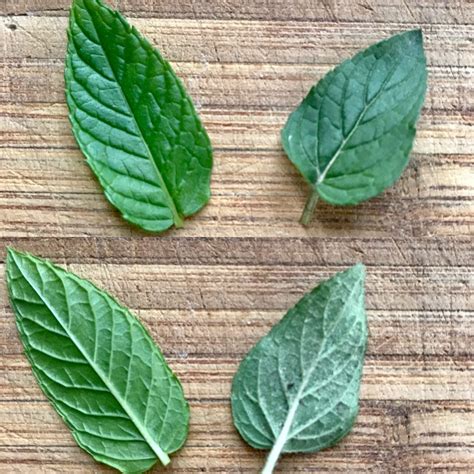 Differences Between Peppermint And Spearmint Hey Big Splendor