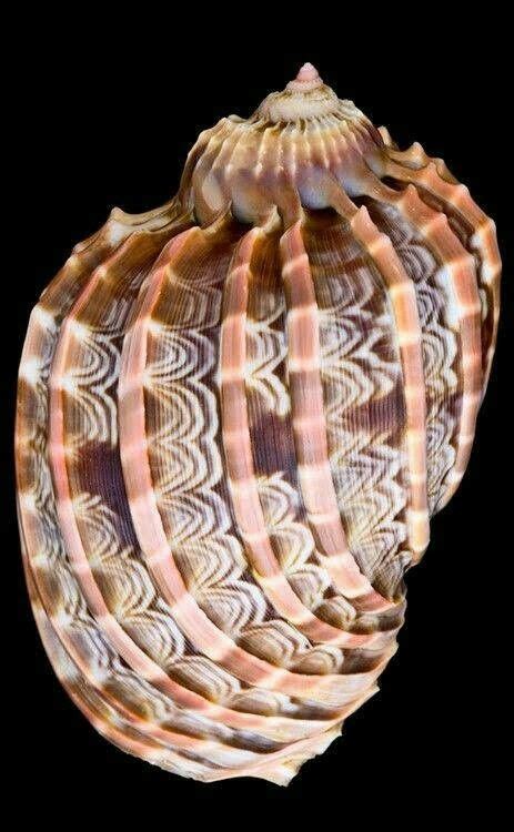 Nautilus Spirals In Nature Ocean Treasures Shell Collection Shell