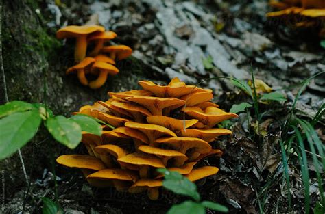 Fall Mushrooms By Stocksy Contributor Ali Deck Stocksy