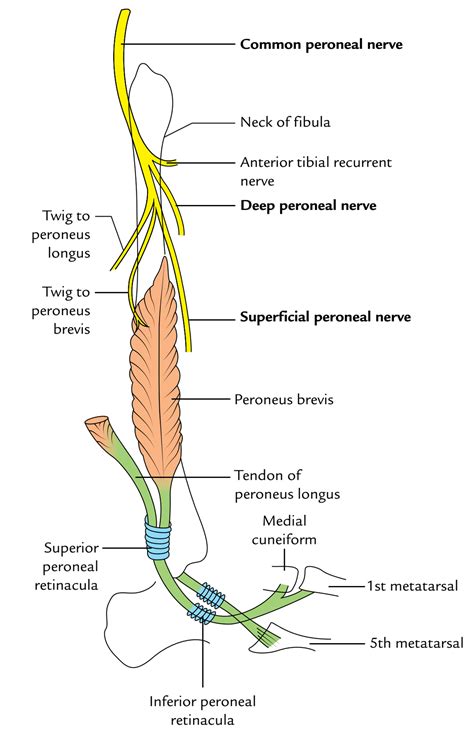 Medial Branch Nerves Anatomy