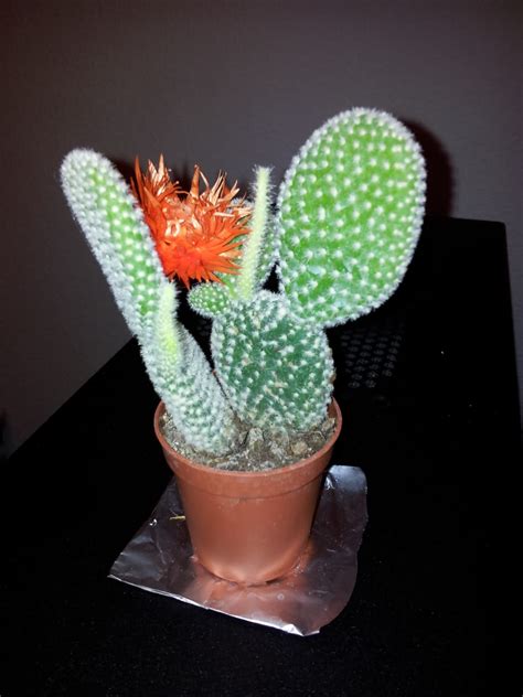 El cactus es ideal para personas que no quieran plantas que necesiten de muchos cuidados. Ayuda para identificar Cactus y cuidados