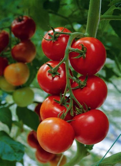 Tomato Sparta F1 Kings Seeds Direct
