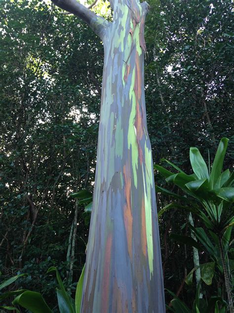 Rainbow Eucalyptus Trees Along The Road To Hana Love Them And