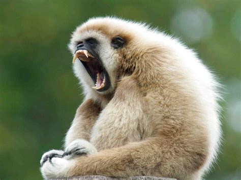 18 likes · 23 talking about this. Gibbon Monkey for sale | Only 2 left at -60%